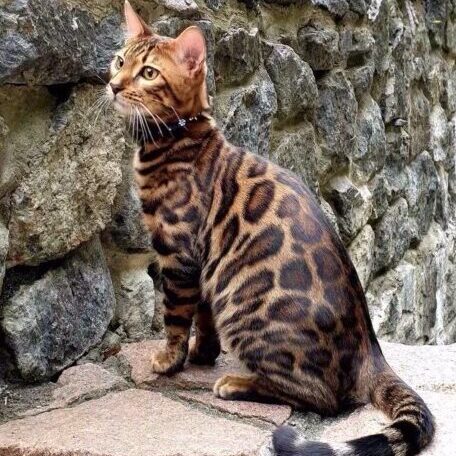 WINNING DESIGN PEGAS